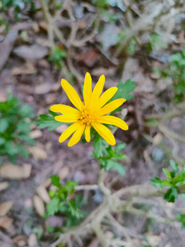 太陽花