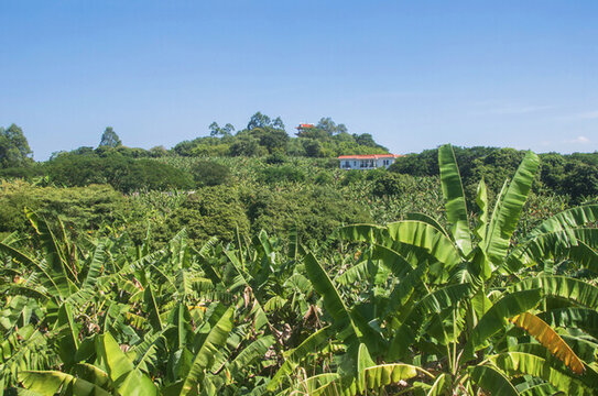 漳州蕉林風景