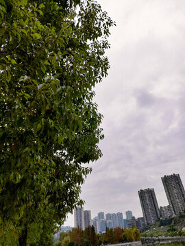 樹和城市對比