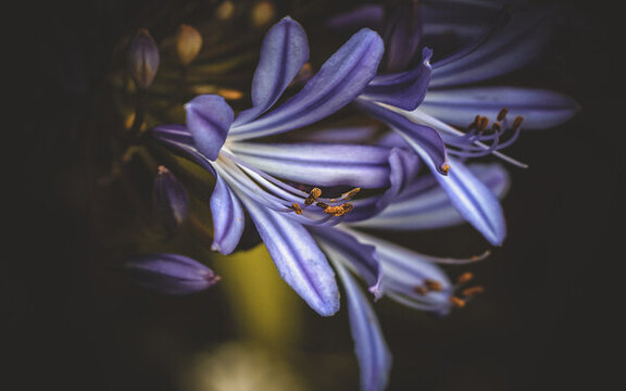 花卉