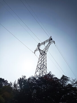 樹上的電線桿