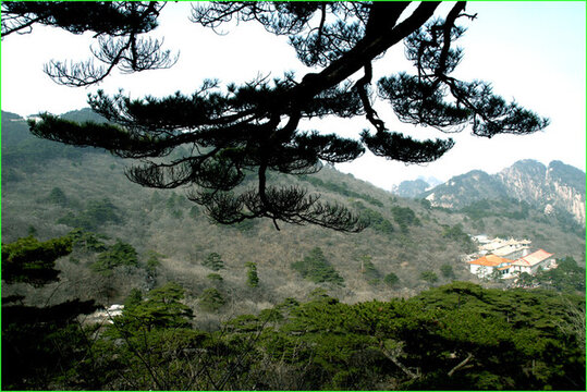 黃山松