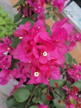杜娟花