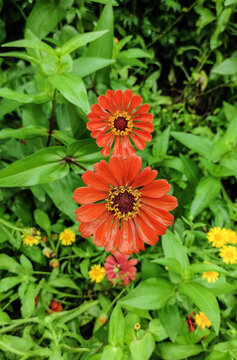 百日菊