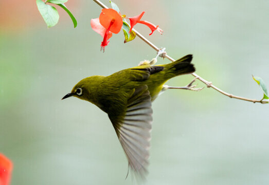 繡眼鳥