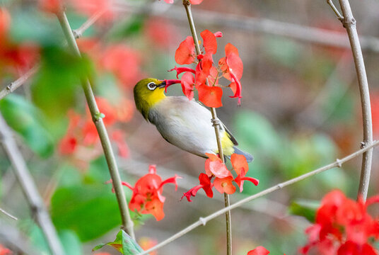繡眼鳥