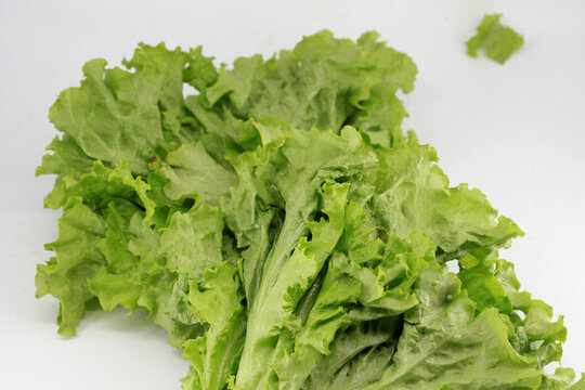 生菜