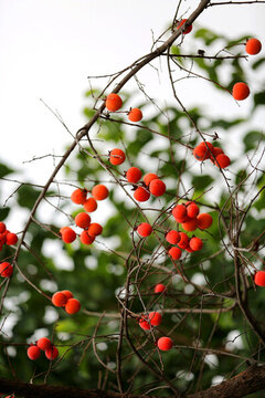 紅柿子配綠葉