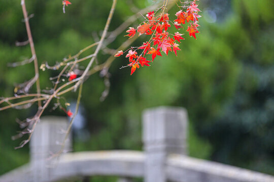 葉紅