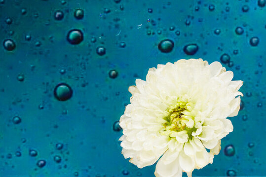 菊花雛菊