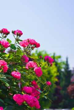 薔薇月季