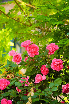 薔薇月季
