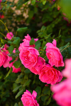 薔薇月季