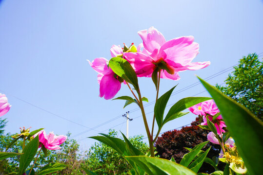 芍藥