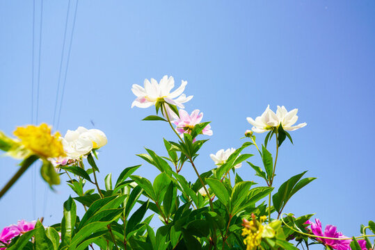 芍藥