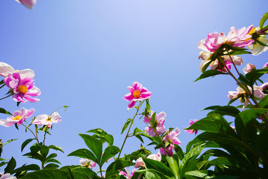 芍藥