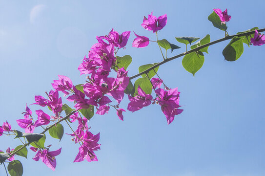 簕杜鵑洋紅色花枝