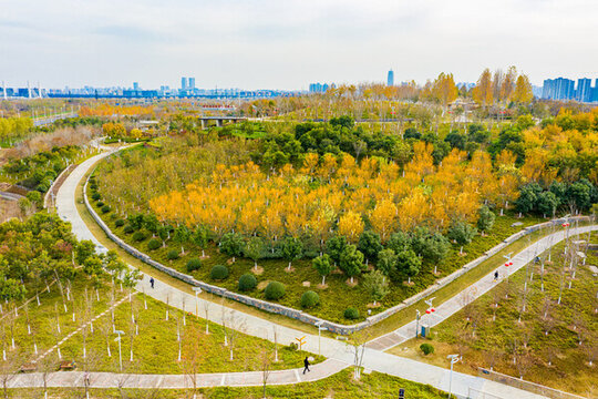 航拍鄭州市森林公園金黃樹林