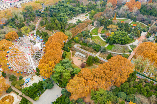 航拍鄭州碧沙崗公園梧桐樹