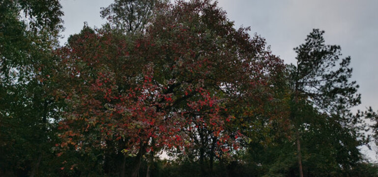 紅葉