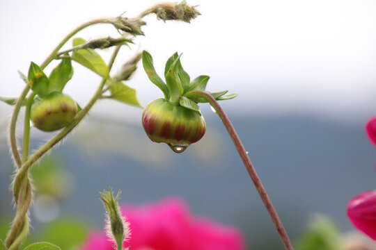 雨后掛水滴的花蕾