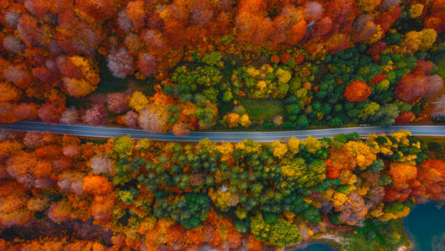 杉樹林間公路綠道