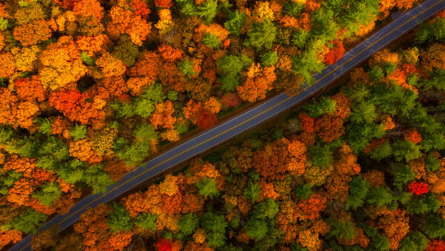 紅杉林公路