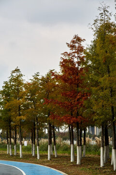蕪湖市江東水生態(tài)公園紅杉林