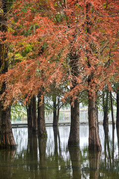 蕪湖江東水生態(tài)公園紅杉林