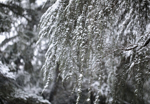 雪松
