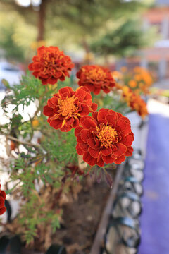 菊花