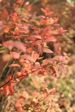 紅葉