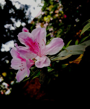 粉白色杜鵑花