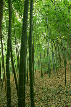 竹林