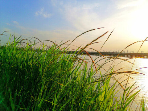 滹沱河生態(tài)濕地