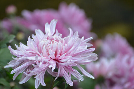 菊花盛開(kāi)