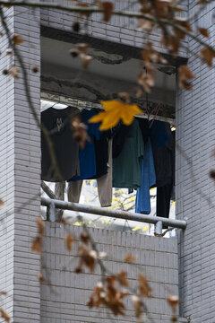 黃葉和宿舍樓道晾的衣服