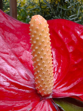 紅掌