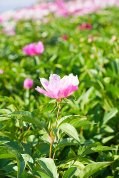 芍藥花田