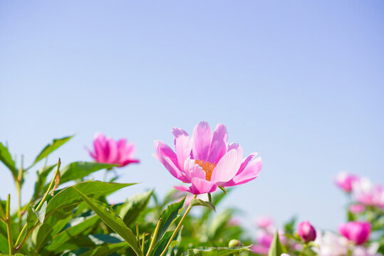 芍藥花田