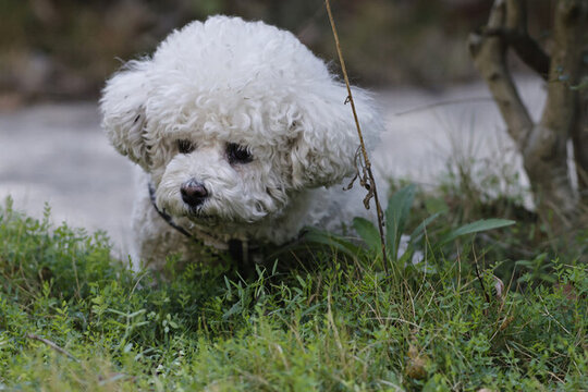 比熊犬