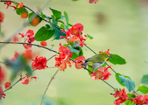 花鳥圖