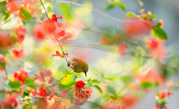 花鳥圖