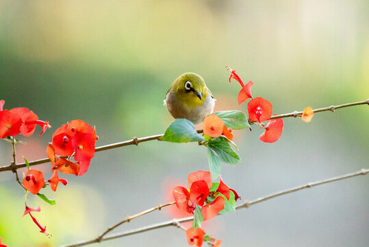 花鳥圖