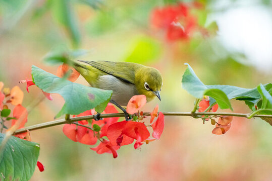 花鳥圖