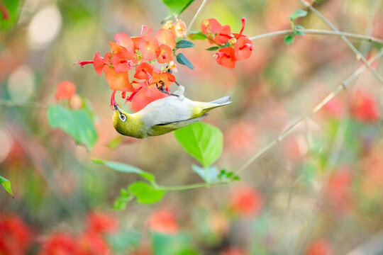 花鳥(niǎo)圖