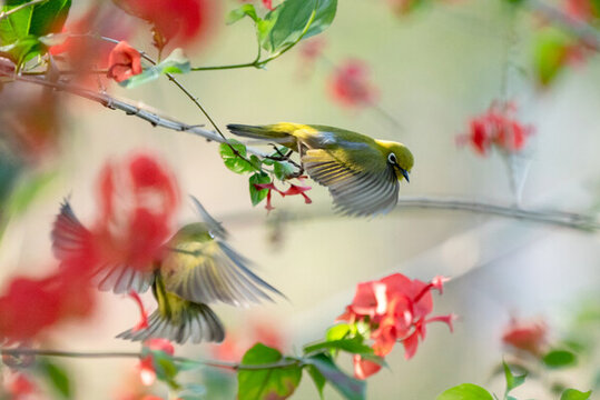 花鳥圖