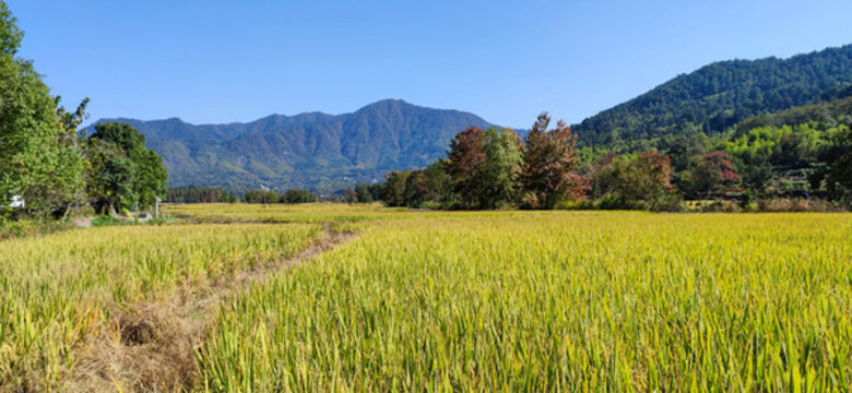 初秋的田野