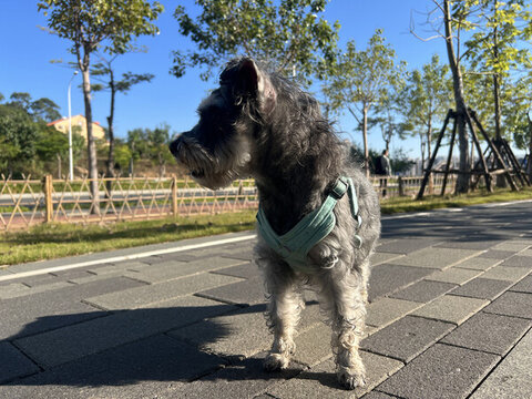 雪納瑞可愛狗狗萌寵小狗
