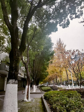 銀杏樹